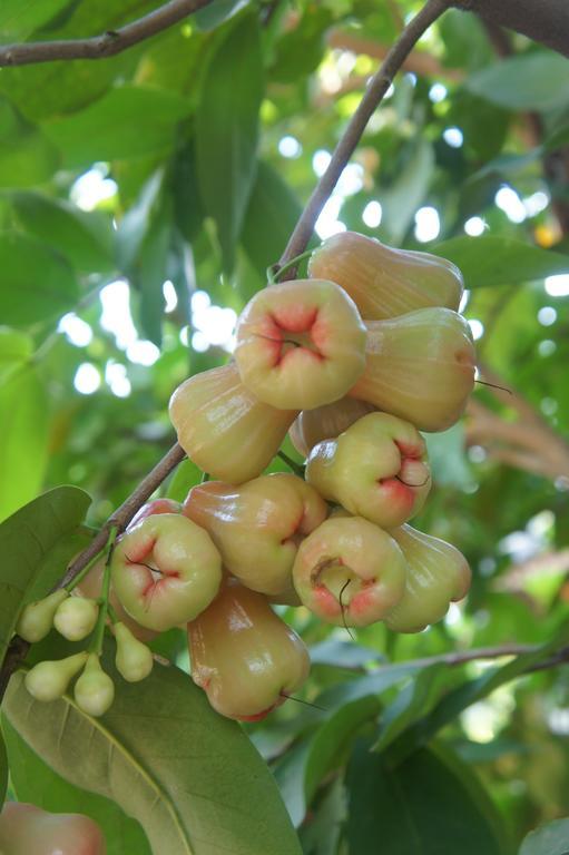 Cashew Nut Village Бопхут Экстерьер фото