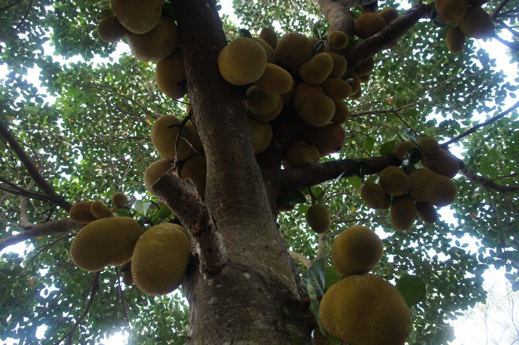 Cashew Nut Village Бопхут Экстерьер фото